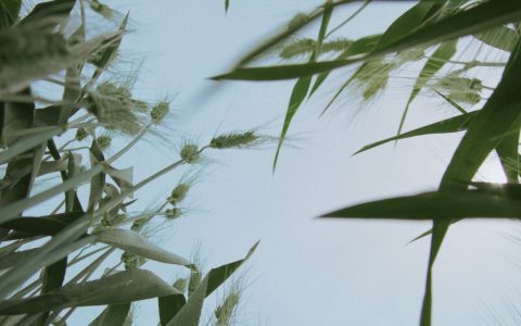 A film still showing a view of wheat seen from the ground below. The stalks reach up towards the sky which is a dusky, evening blue.