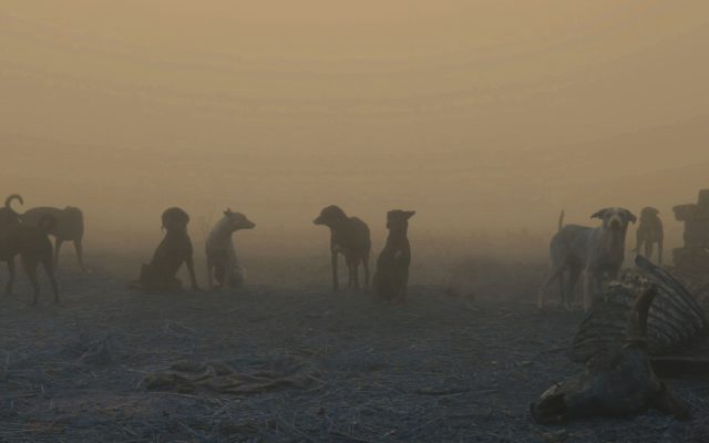 A pack of dogs sit on dusty earth against a backdrop of yellow/orange mist. Laying in the foreground on the right is the skeleton of a an ox.