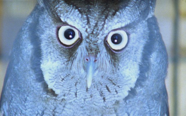 A close up image of an owl looking directly at the camera. The owl has a large, round eyes with a piercing stare, and is bathed in pale blue light.