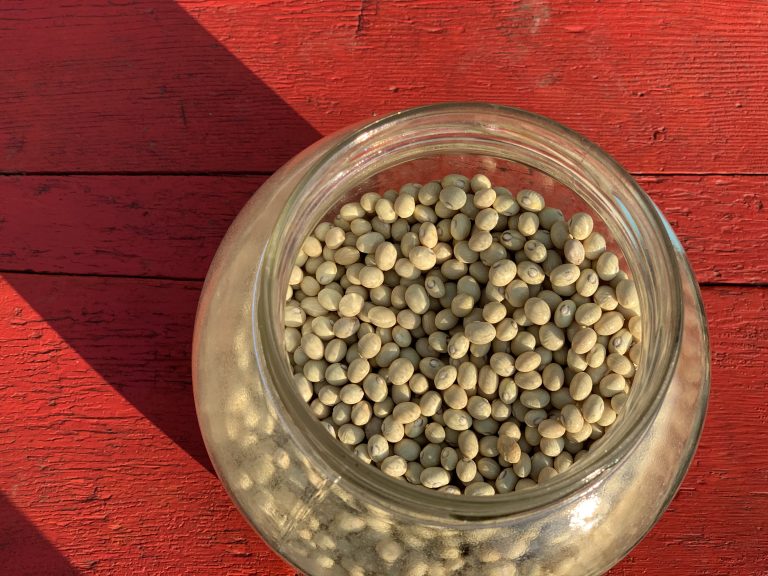 Agatha's sugar bean harvest - a large glass jar of dried beans is photographed close up from above, against a bright red wooden table. The jar casts a strong shadow in the bright evening sunshine.
