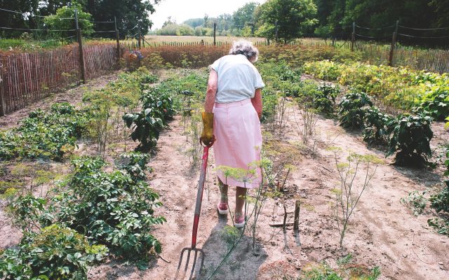 Agatha, a woman in her 90s, tends to a large vegetable garden. She is centre frame and walking away from the camera dragging a large garden fork. She is wearing a pale blue shirt and a long, pale pink skirt. It looks like a hot, sunny day, with lots of work to be getting on with in the garden.