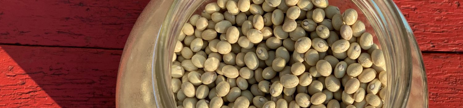 Agatha's sugar bean harvest - a large glass jar of dried beans is photographed close up from above, against a bright red wooden table. The jar casts a strong shadow in the bright evening sunshine.