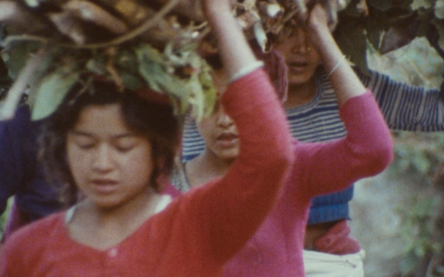 A close-up photograph of three women in a line carrying bundles of firewood on their heads with one hand.